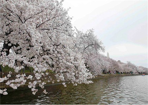 Washington D.C huyền ảo trong mùa hoa anh đào