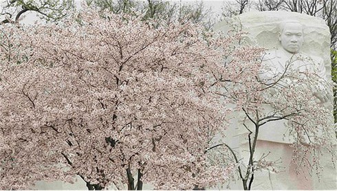 Washington D.C huyền ảo trong mùa hoa anh đào