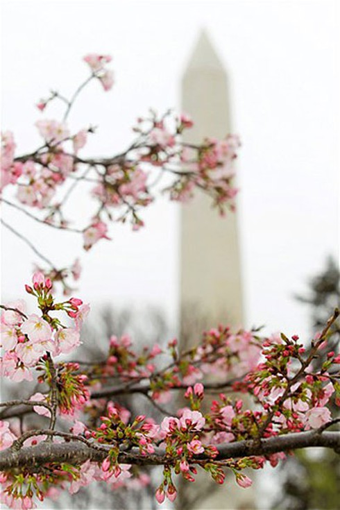 Washington D.C huyền ảo trong mùa hoa anh đào