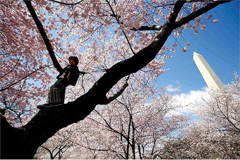 Washington D.C huyền ảo trong mùa hoa anh đào