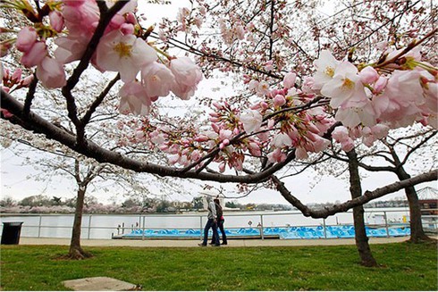 Washington D.C huyền ảo trong mùa hoa anh đào