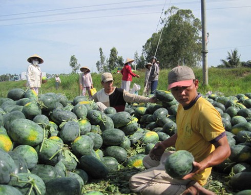 Trà Vinh: Trúng mùa dưa hấu tháng 3