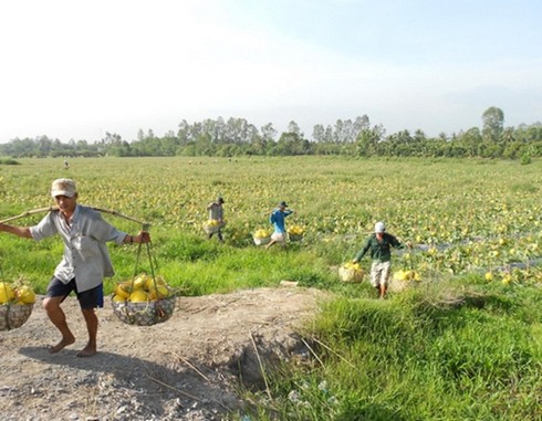 Trà Vinh: Trúng mùa dưa hấu tháng 3