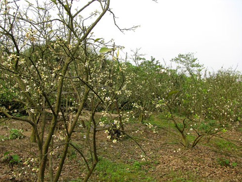 Hà Nội nồng nàn hoa bưởi tháng 3