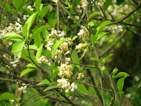 Hà Nội nồng nàn hoa bưởi tháng 3