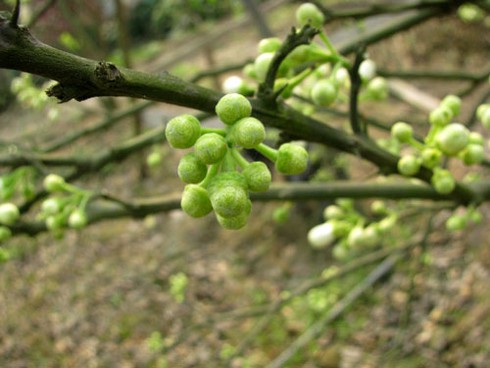 Hà Nội nồng nàn hoa bưởi tháng 3