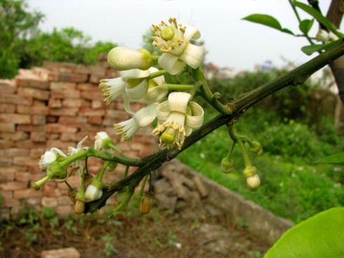 Hà Nội nồng nàn hoa bưởi tháng 3