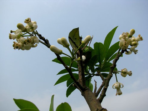 Hà Nội nồng nàn hoa bưởi tháng 3
