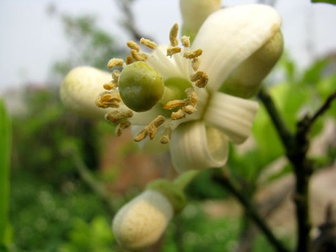 Hà Nội nồng nàn hoa bưởi tháng 3