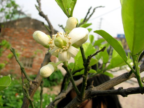 Hà Nội nồng nàn hoa bưởi tháng 3
