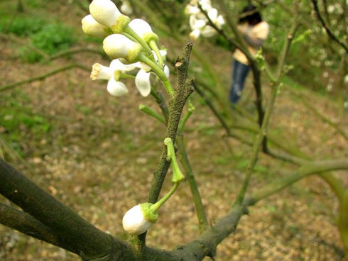 Hà Nội nồng nàn hoa bưởi tháng 3