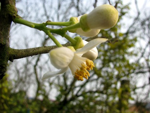 Hà Nội nồng nàn hoa bưởi tháng 3