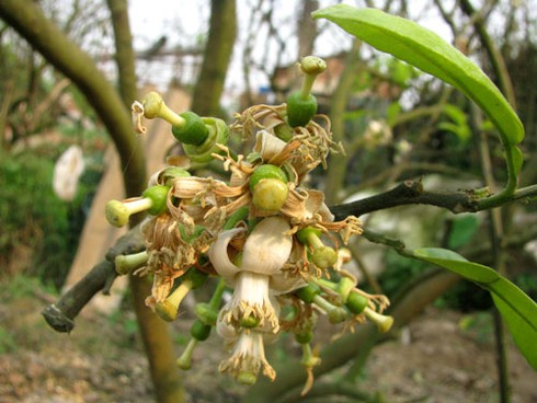 Hà Nội nồng nàn hoa bưởi tháng 3