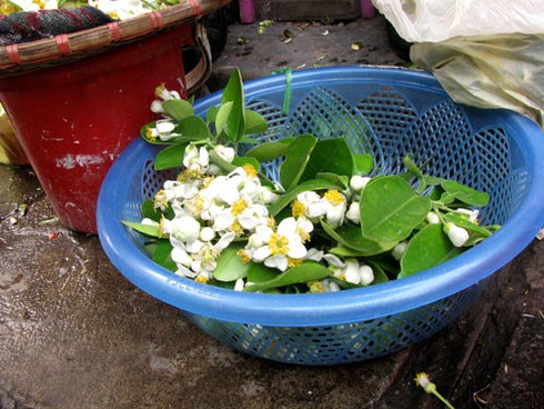 Hà Nội nồng nàn hoa bưởi tháng 3