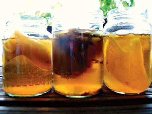 Trà thủy sâm bị thổi phồng tác dụng