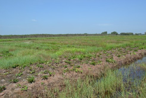 Hàng chục ha khoai lang cháy rụi vì thuốc diệt cỏ