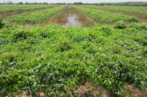 Hàng chục ha khoai lang cháy rụi vì thuốc diệt cỏ