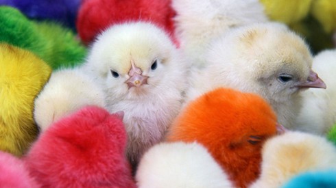 Ngắm thế giới đón lễ Phục sinh