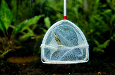 Đại gia cũng chơi tép cảnh bình dân