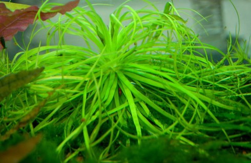 Đại gia cũng chơi tép cảnh bình dân