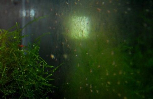 Đại gia cũng chơi tép cảnh bình dân