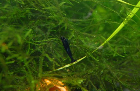 Đại gia cũng chơi tép cảnh bình dân