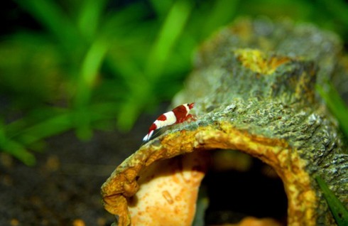 Đại gia cũng chơi tép cảnh bình dân