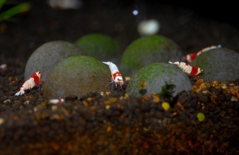 Đại gia cũng chơi tép cảnh bình dân