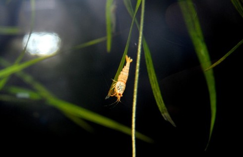 Đại gia cũng chơi tép cảnh bình dân