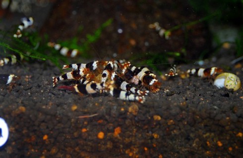 Đại gia cũng chơi tép cảnh bình dân