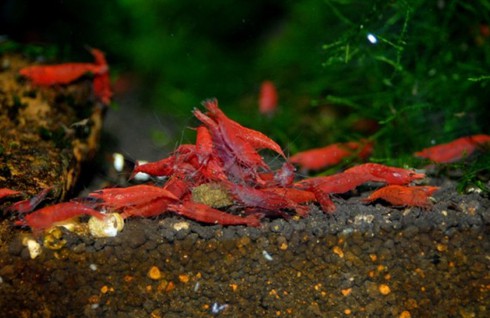 Đại gia cũng chơi tép cảnh bình dân