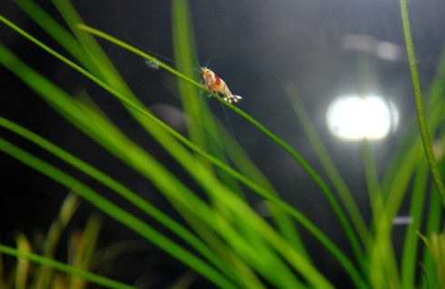 Đại gia cũng chơi tép cảnh bình dân
