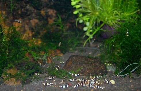 Đại gia cũng chơi tép cảnh bình dân