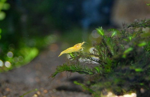 Đại gia cũng chơi tép cảnh bình dân