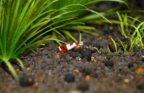 Đại gia cũng chơi tép cảnh bình dân