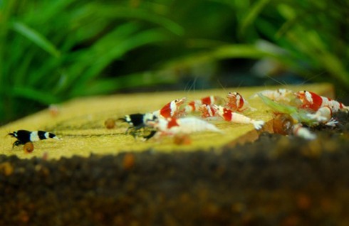 Đại gia cũng chơi tép cảnh bình dân