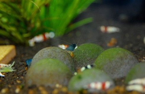 Đại gia cũng chơi tép cảnh bình dân