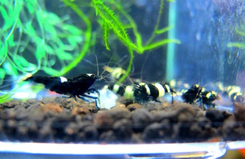 Đại gia cũng chơi tép cảnh bình dân