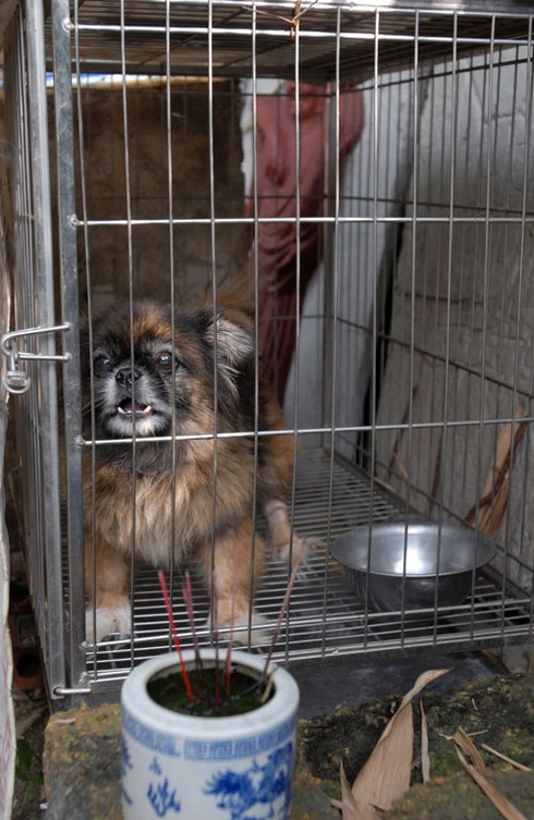 Rờn rợn thăm nghĩa trang chó mèo độc nhất Hà Nội