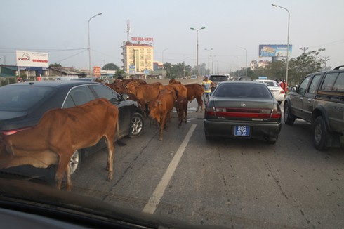 Những hình ảnh quái chiêu giao thông Hà Nội