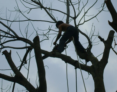 Mạng sống đánh đu trên ngọn cổ thụ