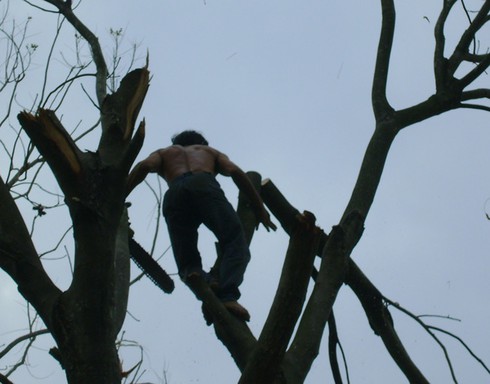 Mạng sống đánh đu trên ngọn cổ thụ