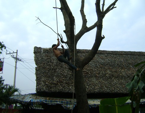 Mạng sống đánh đu trên ngọn cổ thụ