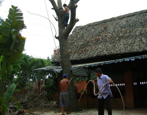 Mạng sống đánh đu trên ngọn cổ thụ