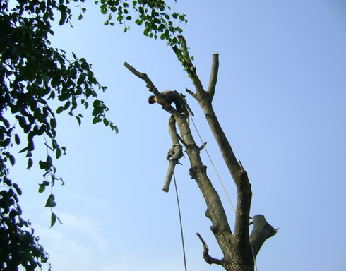 Mạng sống đánh đu trên ngọn cổ thụ