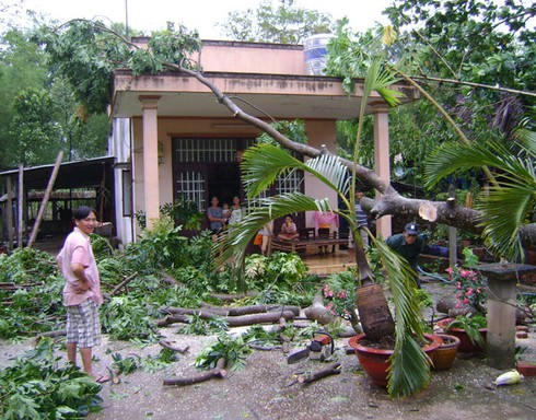 Mạng sống đánh đu trên ngọn cổ thụ