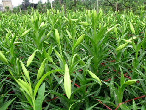 Loa kèn quyến rũ đầu hè