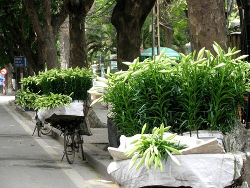 Loa kèn quyến rũ đầu hè