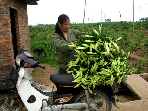 Loa kèn quyến rũ đầu hè
