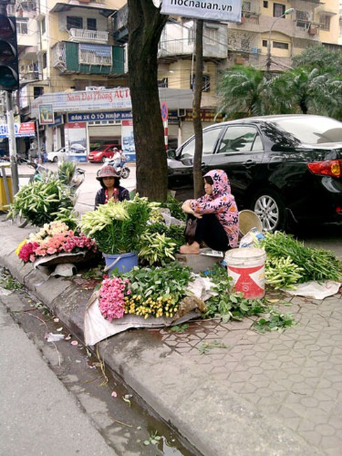 Loa kèn quyến rũ đầu hè